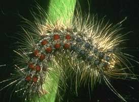 Gypsy Moth Caterpillar