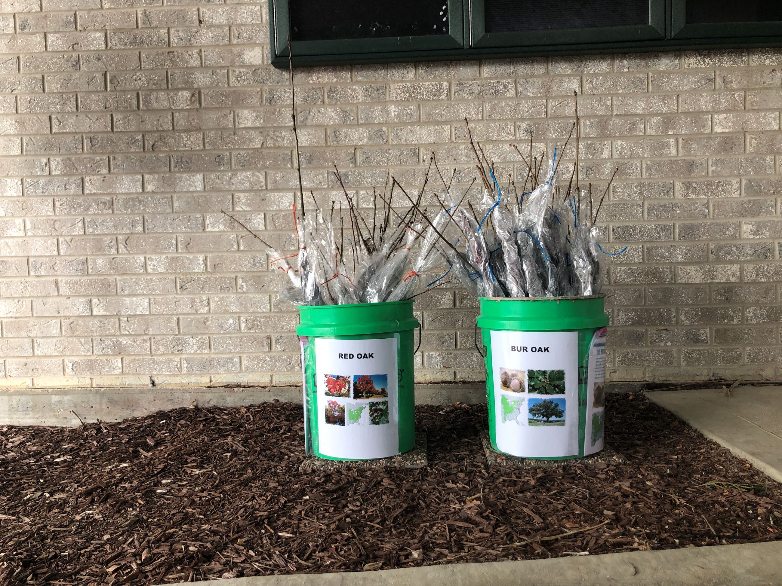 Tree Seedlings IMG_5769