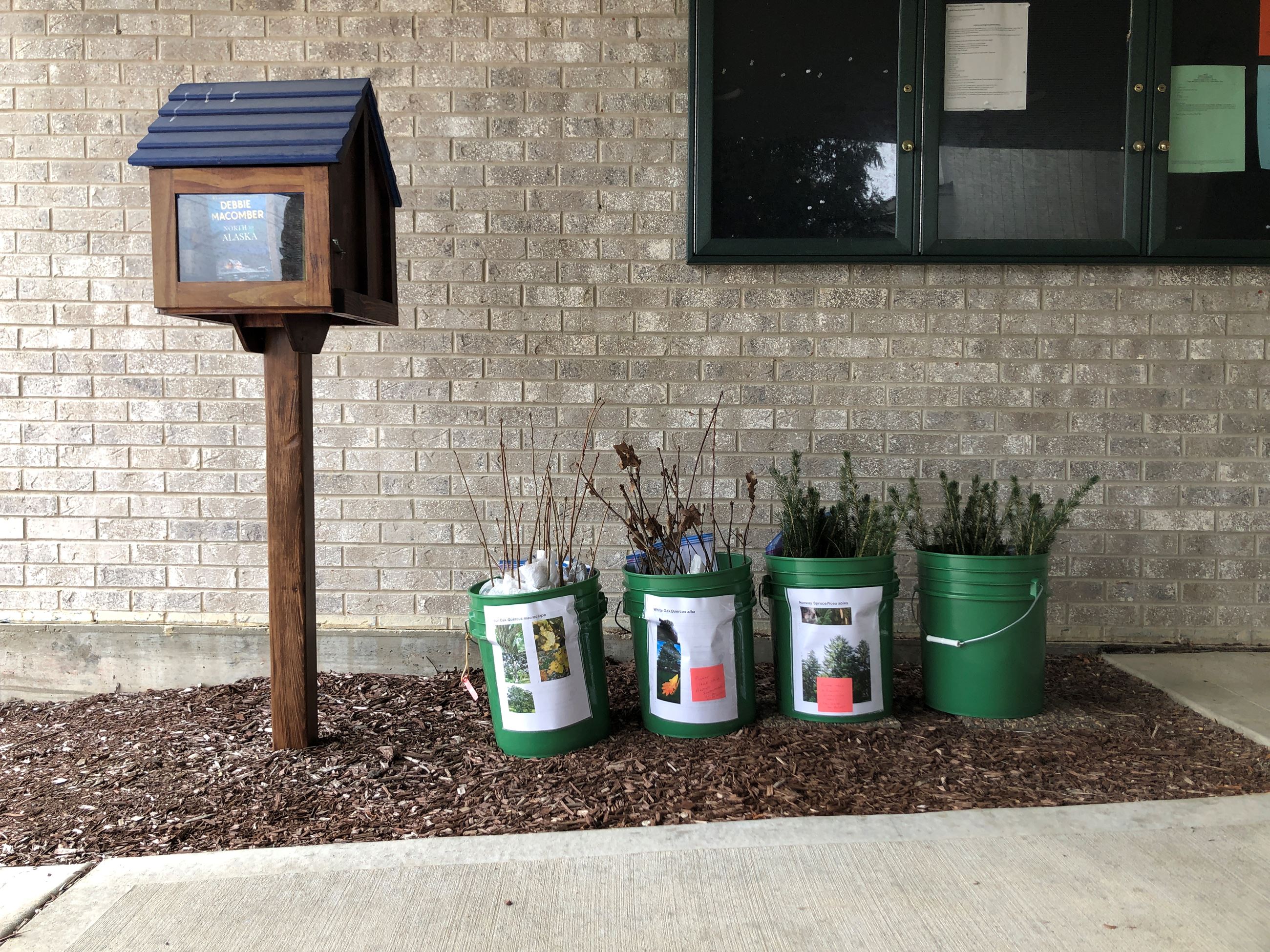 Tree Seedlings by Community Room