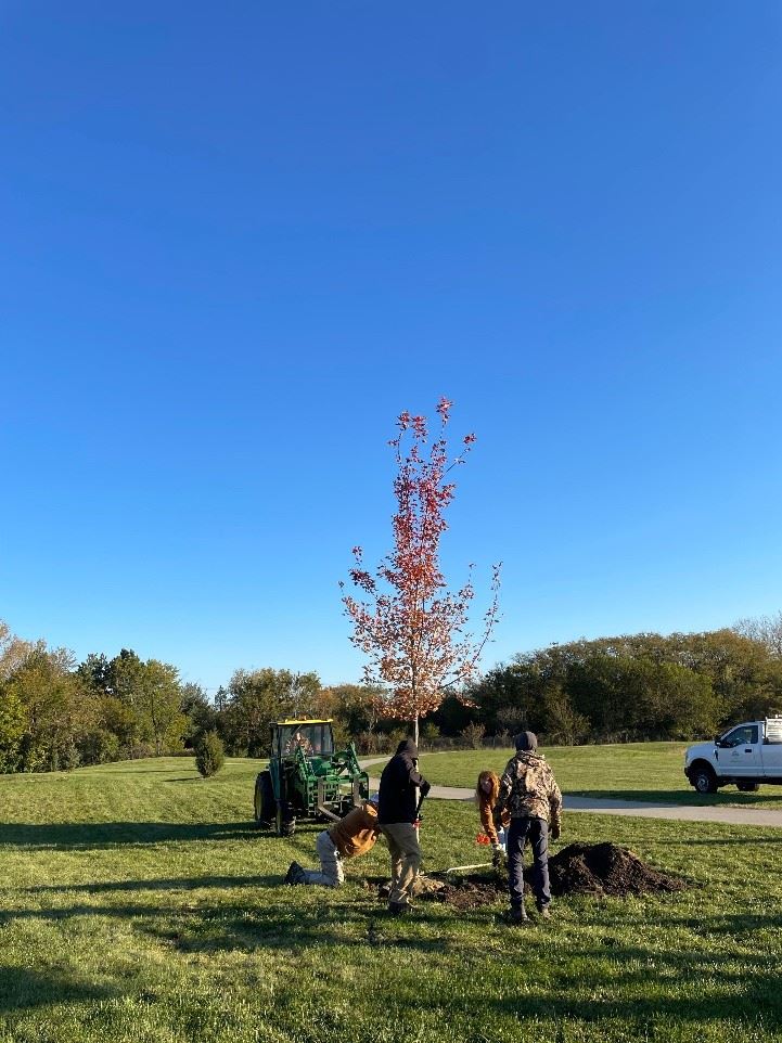 Installed Tree Example